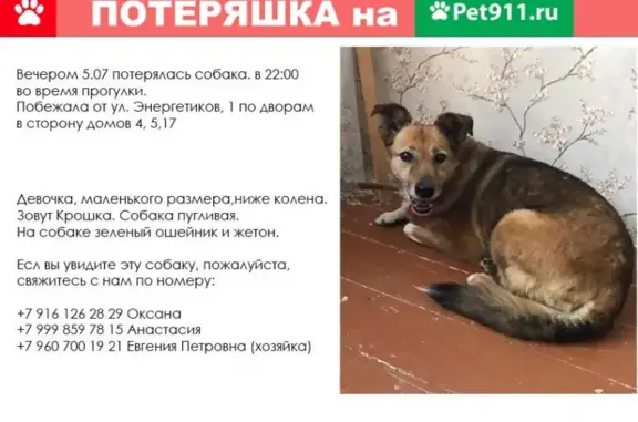 Пропала собака в Конаково, Тверская область на улице Энергетиков, 1