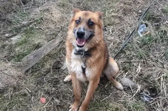 Пропала собака Уран в Чурилково, Московская область