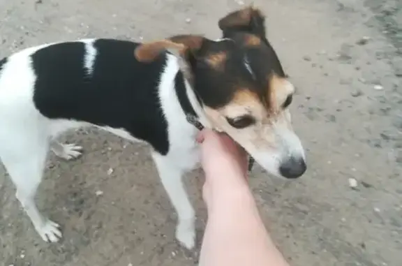 Найдена маленькая собака на Майкопской улице, Пермь