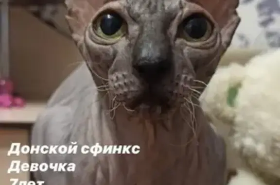 Пропала кошка в селе Подгородняя Покровка, Оренбургская область