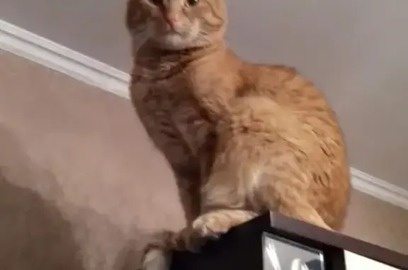 Кошки потеряшки, Ульяновск, фото: Потеряшка кот на Автозаводской улице, Ульяновск