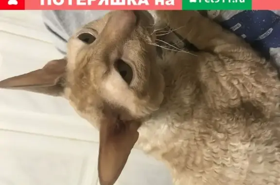 Пропала кошка породы Корниш-рекс в Одинцово, Московская область