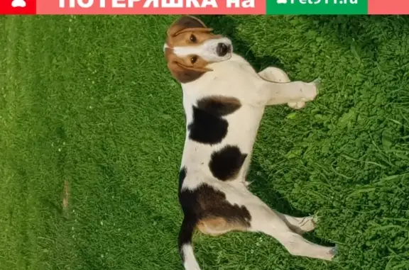 Пропала собака в д.Родоманово, Московская область