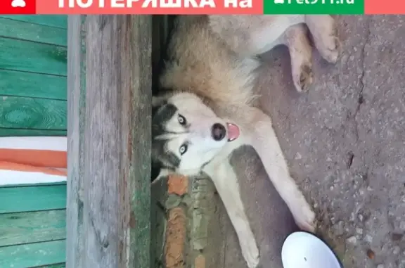 Найдена ласковая собака в Жиздре, Калужская обл.