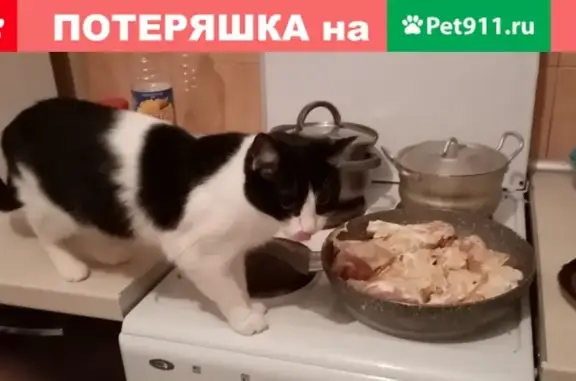 Пропала бело-чёрная кошка в Москве, 9-я Северная линия, 21