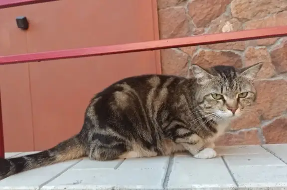 Найдена кошка во дворе в Омске