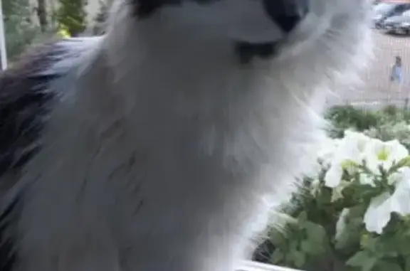 Кошки потеряшки, Коломна, фото: Потеряшка кошка на даче в Садовом товариществе Спутник, адрес на ошейнике.