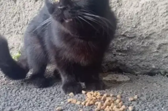 Найдена черная кошка в районе ж/д вокзала в Ставрополе