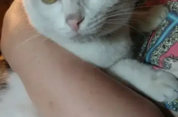 Найдена кошка в Лефортово, ищем хозяев