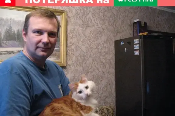 Пропал кот Тима в Чеховском р-не, вознаграждение гарантировано (адрес: СНТ Вишнёвый Сад, 33)