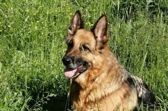 Пропала собака Овчарка в Ульяновке, вознаграждение