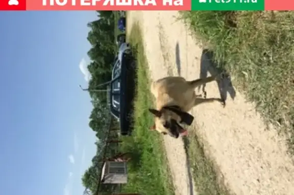 Собака найдена возле реки Вашана в деревне Алферово