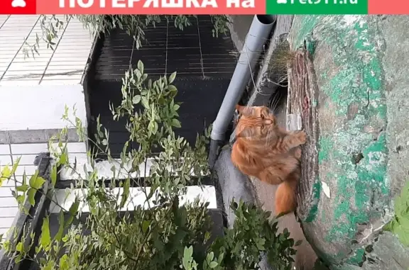 Найдена кошка на ул. Мусы Джалиля, близко к метро Красногвардейская