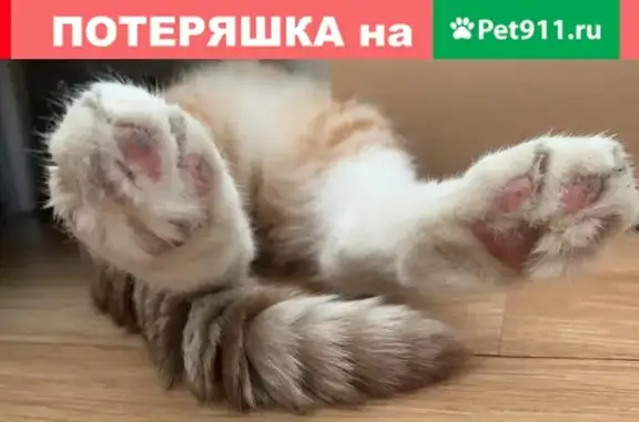 Потерялся кот: ул. Академика Скрябина, 28к1, Москва