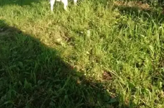 Пропала собака Чихуахуа Ганси в Житниково, Московская область