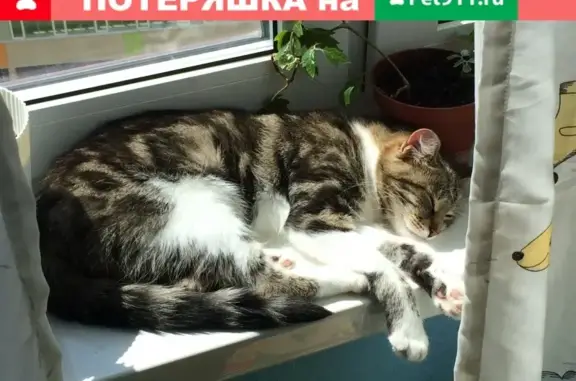 Пропала трехцветная кошка в Путилково, Сходненская улица, 7