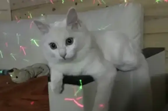 Пропала белая кошка в Красноярском крае