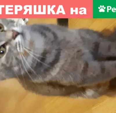 Найдена кошка в Люберцах на Назаровской 4