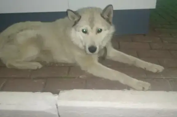 Найдена собака на заправке в Саранске