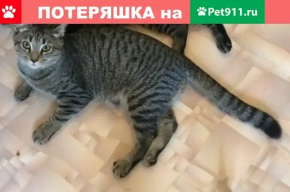 Пропала кошка Барсик в Раменском, ул. Королева/2-й Чкаловский проезд/ул. Прямолинейная.