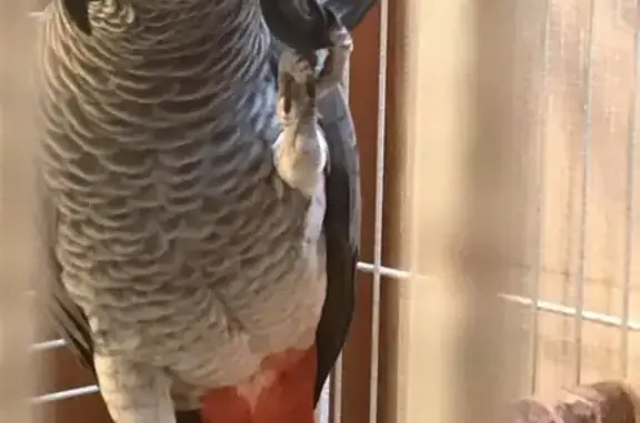 Потерянные животные Москва, фото: Пропал говорящий попугай Жорик в Московской области