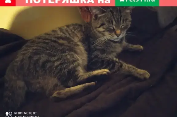 Найдена кошка на Турбинной, 12