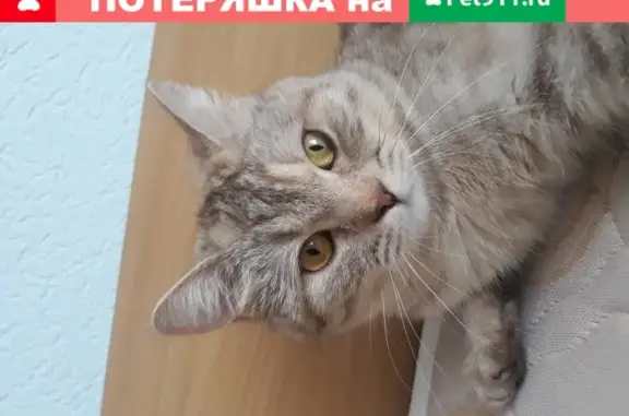 Пропала кошка Муся в Краснодаре, Дружба, 207