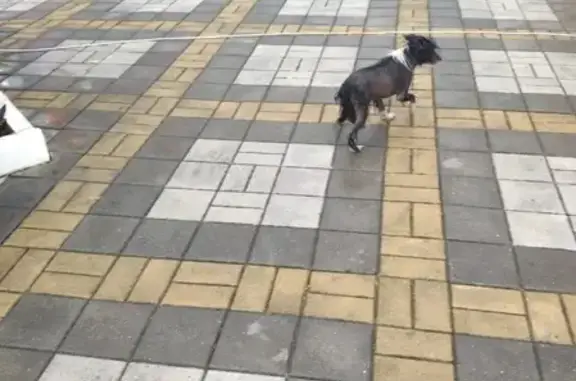 Найдена Китайская хохлатая собака в Адлере на улице Просвещения