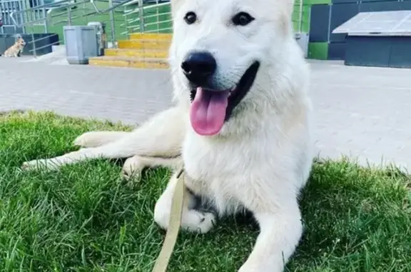 Найдена собака белой овчарки в Бутово Парк 2Б