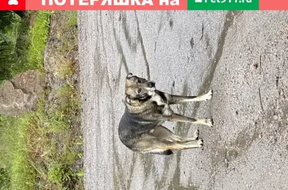Найдена ласковая собака в Ярком