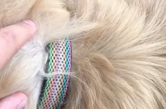 Найдена собака, Калининград, фото: Собака найдена около парка 