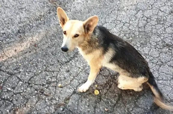 Пропала собака Жужа на улице Институтской, 30.