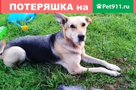 Пропала собака Тюля в районе Шатуры, Московская область