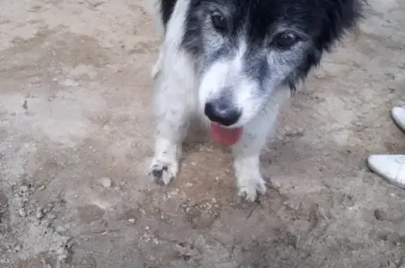 Найдена собака в Строгино на улице Твардовского