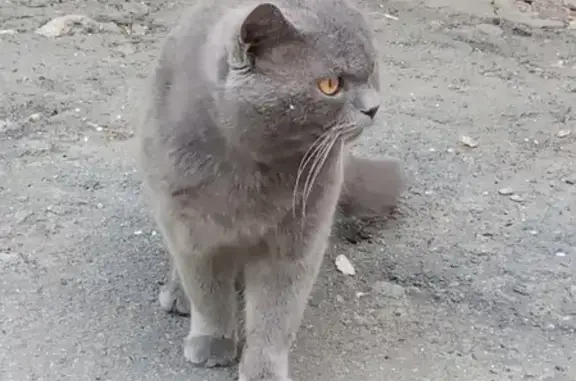 Найден породистый кот возле детского сада