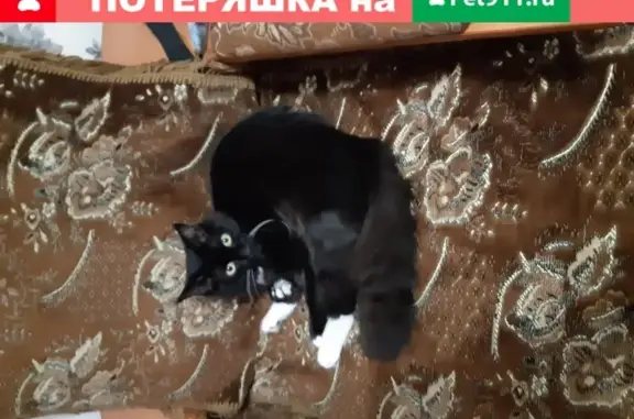Кошки потеряшки, Тюмень, фото: Потеряшка кошка в Тюмени, район Пархоменко и Транспортной, тел. 8 922 265 67 10