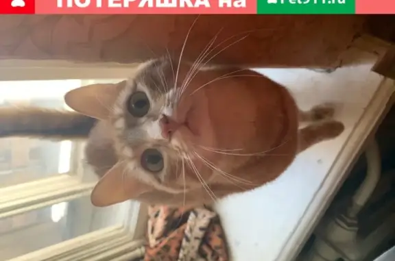 Кошки потеряшки, Санкт-Петербург, фото: Потеряшка кот Тайкус на Коломенской, СПб, 3 года, рыжий, ласковый.