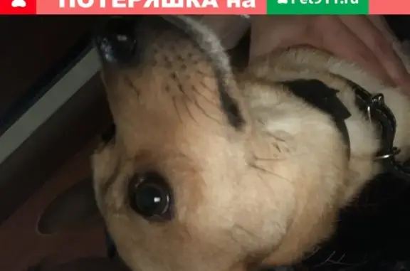 Найден добрый пёс на Светлоярском озере (Н. Новгород)
