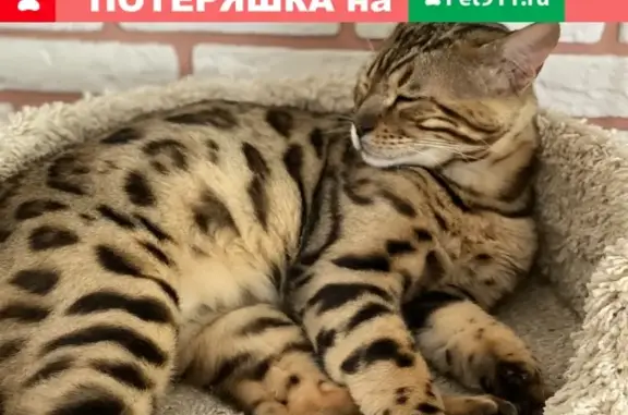 Пропал бенгальский кот Лу, адрес: СНТ Сосновый Бор, 32