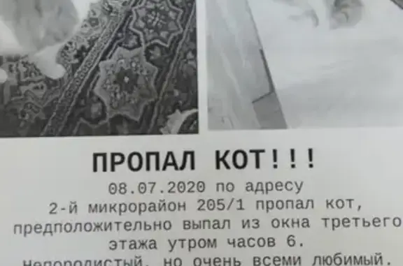 Пропала кошка Рыжий в Краснообске, Новосибирская обл.
