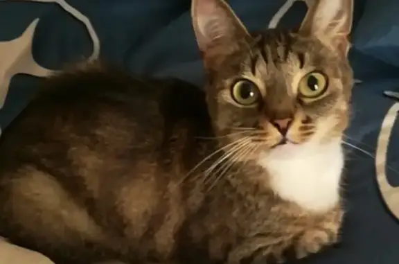 Кошки потеряшки, Санкт-Петербург, фото: Потеряшка кошка по адресу Красноармейская, 6 в Санкт-Петербурге.