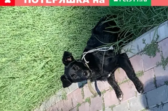 Пропала собака в Гагаринском парке, ищем хозяев