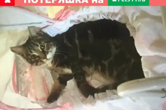 Пропал кот Лео в Богородском городском округе