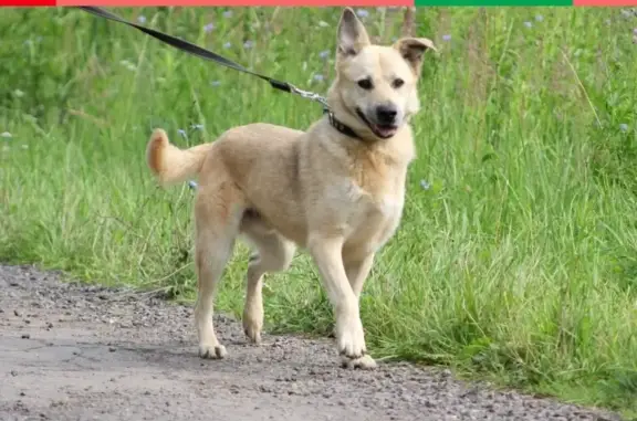 Пропал пес Норд в деревне Солослово, Московская область