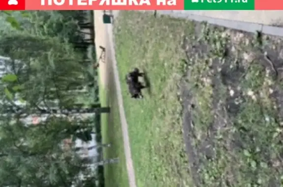 Найдена глупая Хаски возле школы №70 в Воронеже
