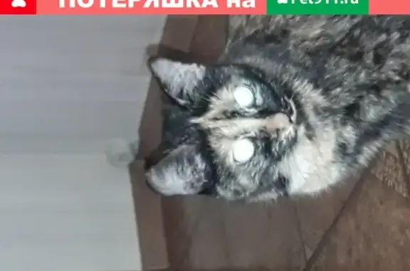 Найдена ручная кошка на ул. Академика Арцимовича