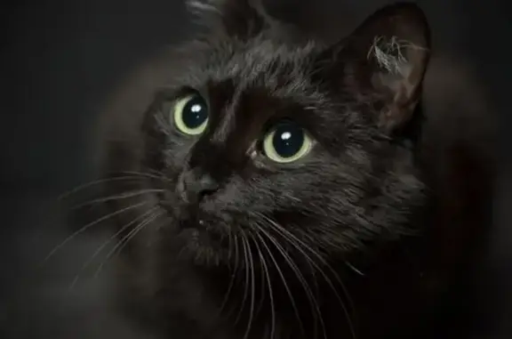 Найден черный кот на Добрынина, 16 в Ярославле