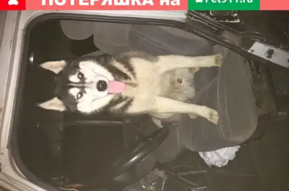 Пропала собака Сибирский-хаски в Иркутской области