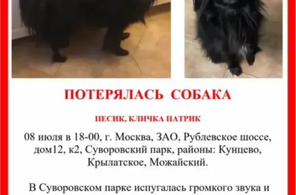 Пропала собака в Суворовском парке, ЗАО, вознаграждение!