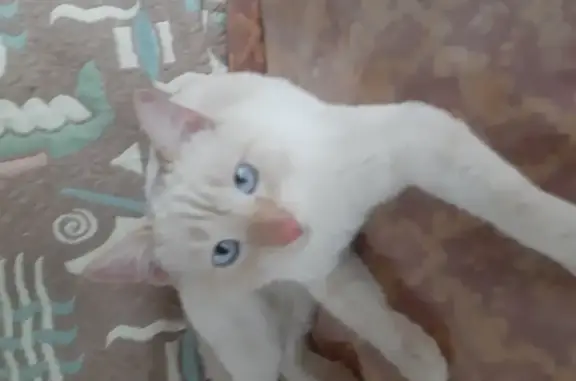Найден кот на ул. Ширяиха в Перми